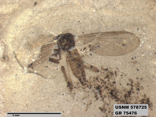 Insecta