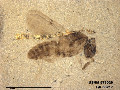 Insecta