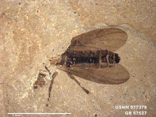 Insecta
