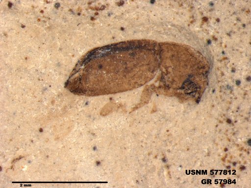 Insecta