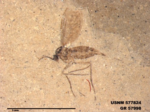 Insecta