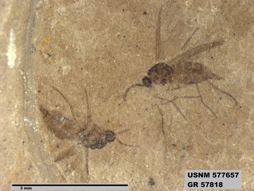 Insecta