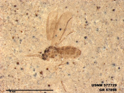 Insecta