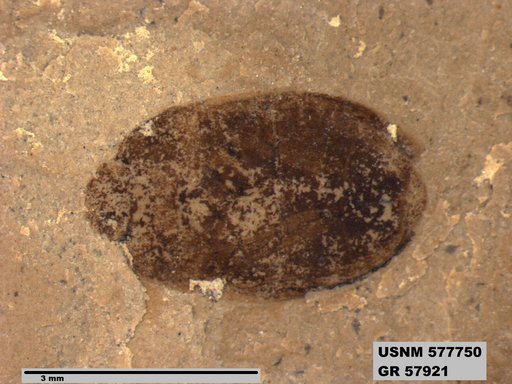 Genus sp