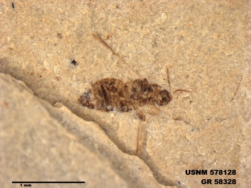 Insecta