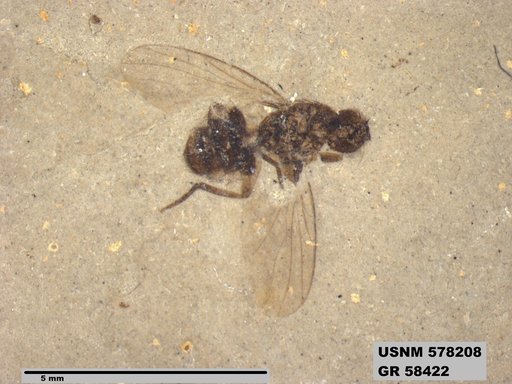 Genus sp
