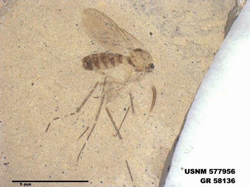Insecta