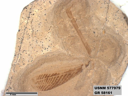 Genus sp