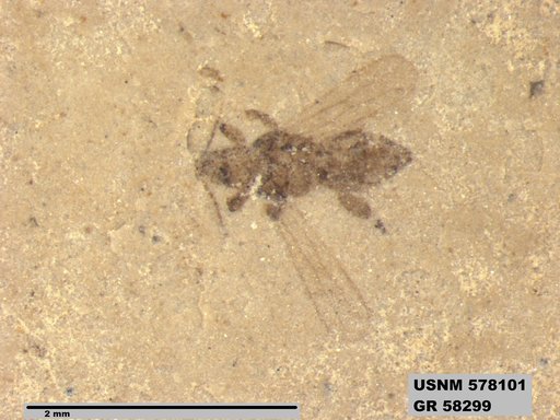 Insecta