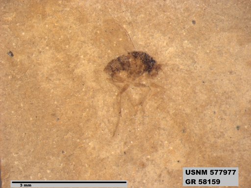 Insecta