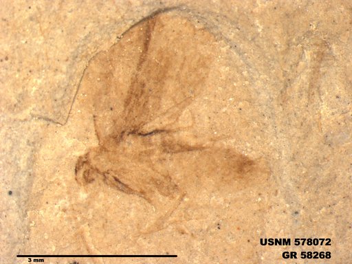 Insecta