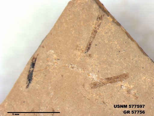 Insecta