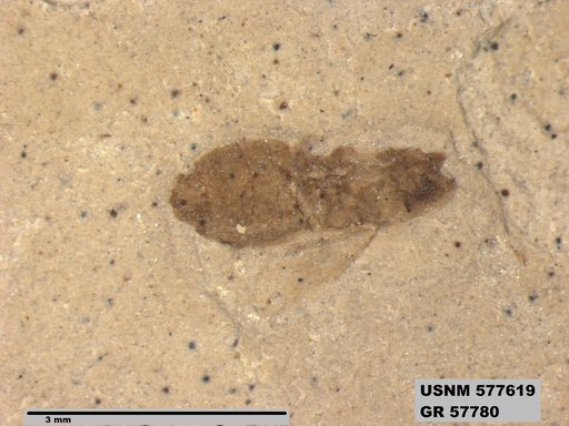 Insecta