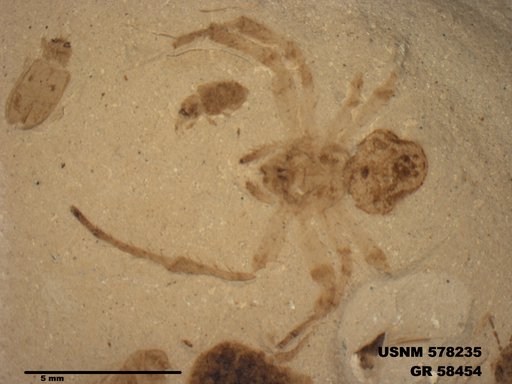 Genus sp