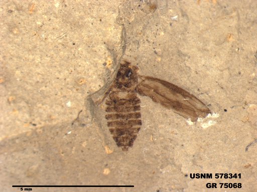 Genus sp