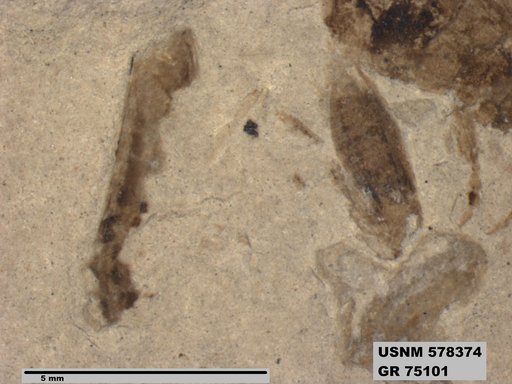 Genus sp