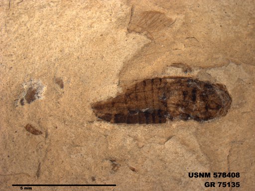 Genus sp