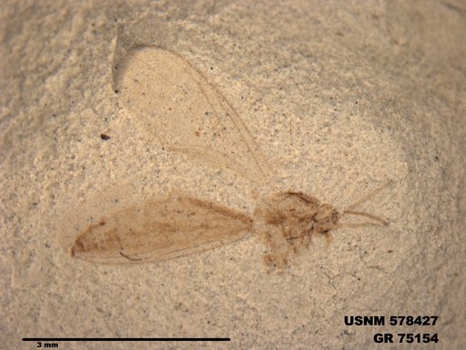 Genus sp