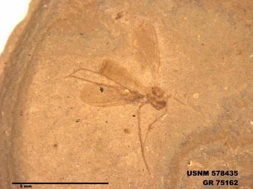Insecta