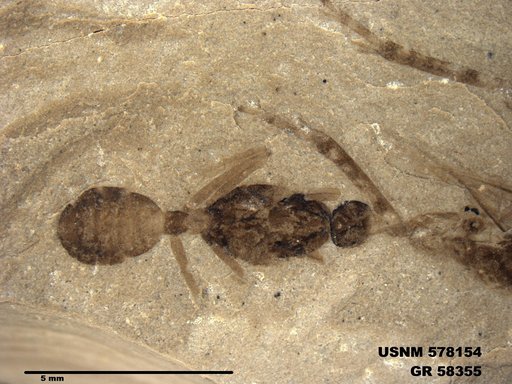 Insecta