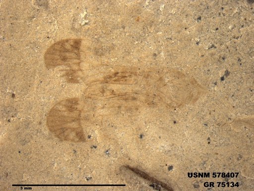 Genus sp
