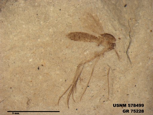 Genus sp