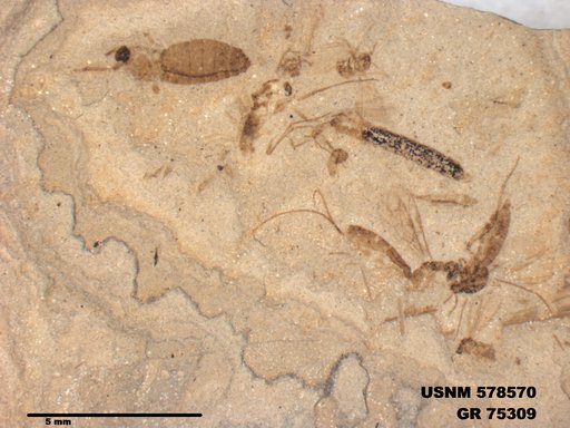 Genus sp