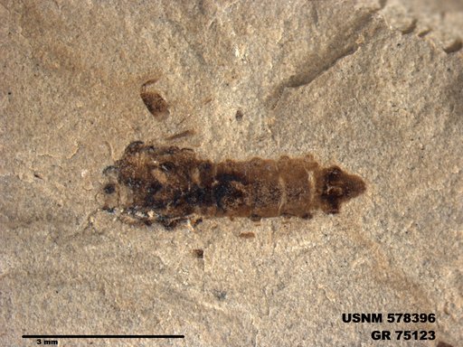 Genus sp