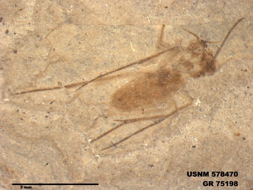 Genus sp