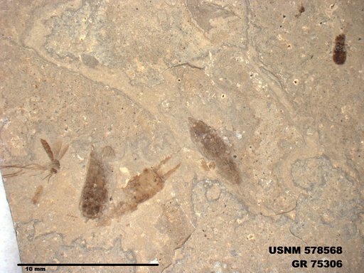 Insecta