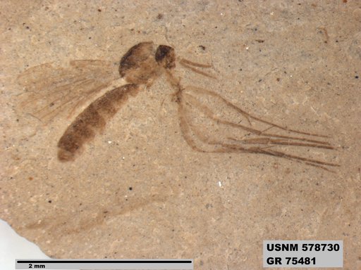 Insecta