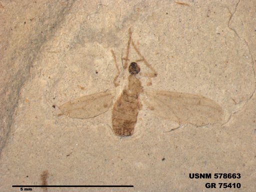 Insecta