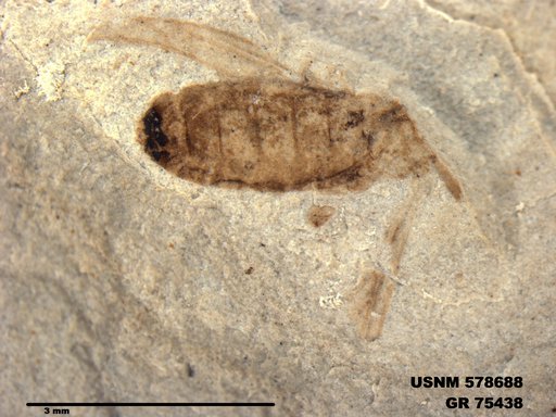 Insecta