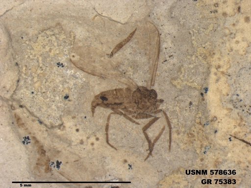Insecta