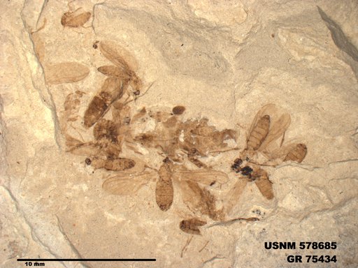 Insecta