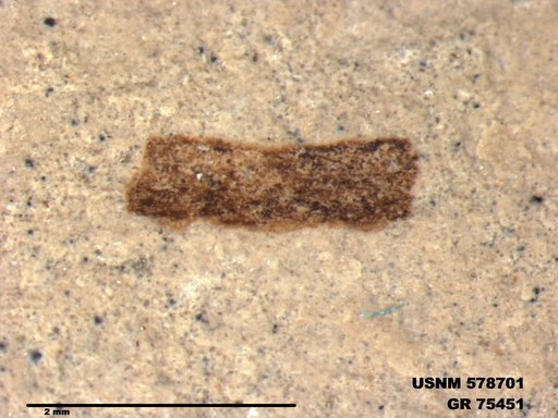 Insecta