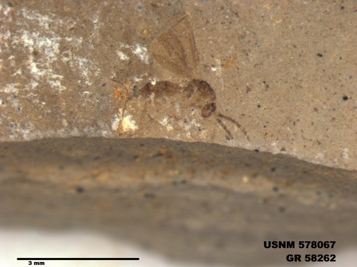 Insecta