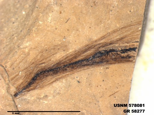 Insecta