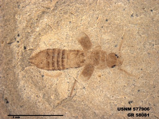 Insecta