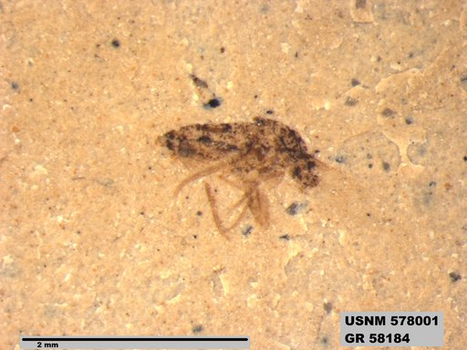 Insecta
