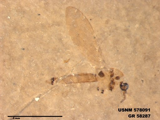 Insecta