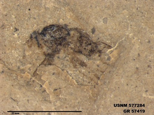 Insecta