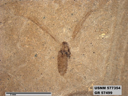 Insecta