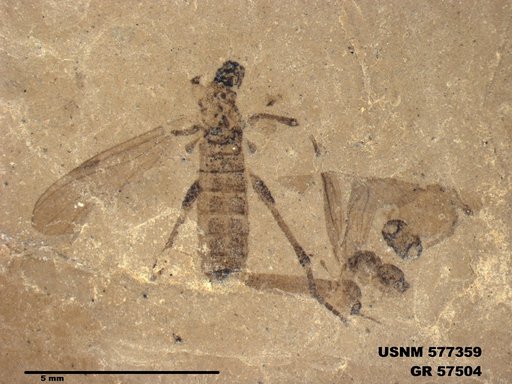 Insecta