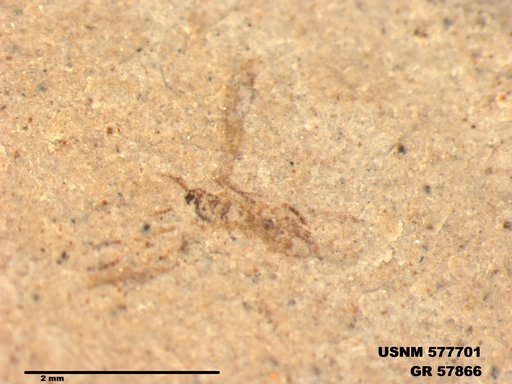 Insecta