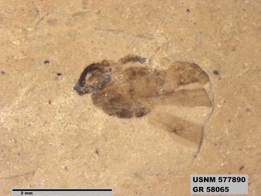 Genus sp