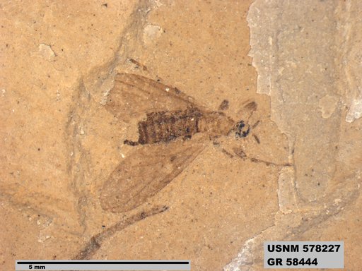 Insecta
