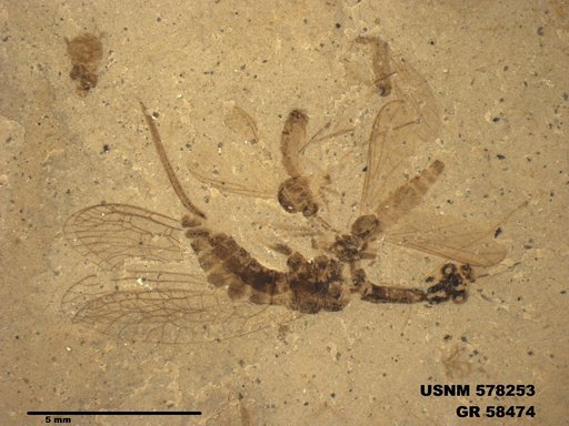 Insecta