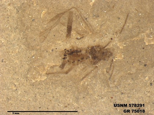 Insecta