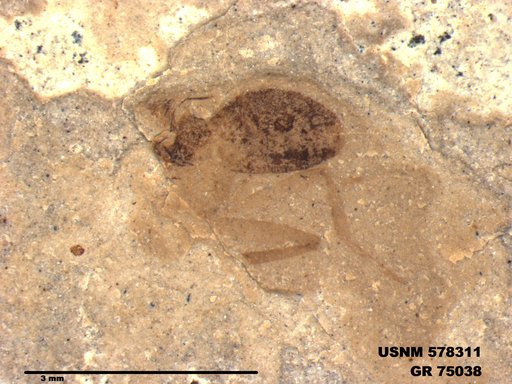 Insecta